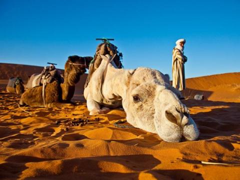 meet our camels - sahara desert morocco